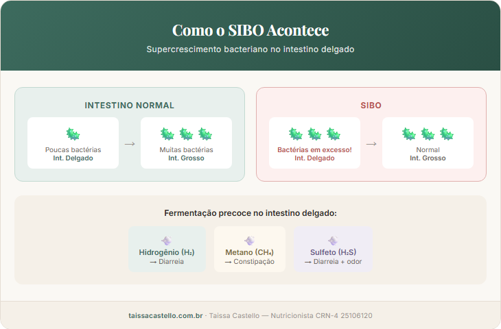 Infográfico mostrando o mecanismo do SIBO: bactérias em excesso no intestino delgado fermentam carboidratos, produzindo gases hidrogênio e metano